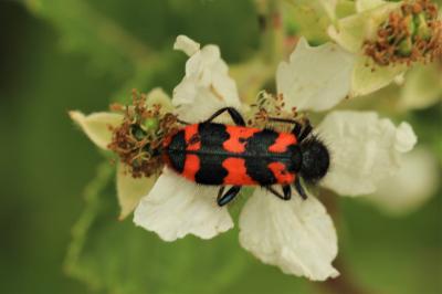 Clairon des ruches Trichodes alvearius (Fabricius, 1792)