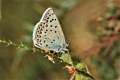 Azuré de l'Adragant (L'), Azuré du Plantain (L'),  Polyommatus escheri (Hübner, 1823)