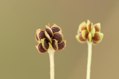Renoncule sarde, Sardonie Ranunculus sardous Crantz, 1763