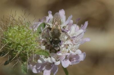  Vestitohalictus pollinosus (Sichel, 1860)