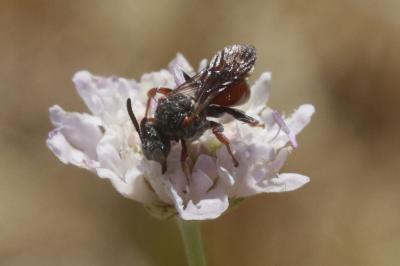  Pasites maculatus Jurine, 1807