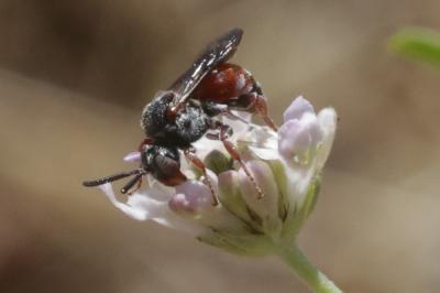  Pasites maculatus Jurine, 1807