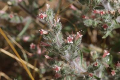 Vipérine des Pyrénées Echium asperrimum Lam., 1792