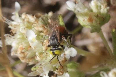  Tachysphex panzeri (Vander Linden, 1829)