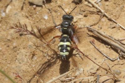  Cerceris bicincta Klug, 1835