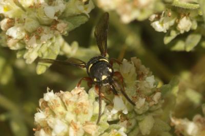  Asmisapyga octoguttata (Dufour, 1849)