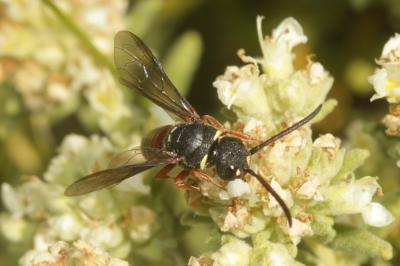  Asmisapyga octoguttata (Dufour, 1849)