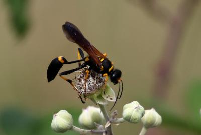  Sceliphron caementarium (Drury, 1770)