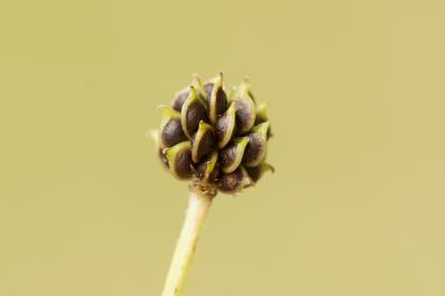 Renoncule bulbeuse Ranunculus bulbosus L., 1753