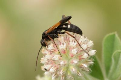  Pompilidae Latreille, 1805