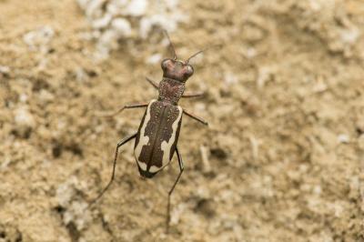  Cylindera paludosa (Dufour, 1820)