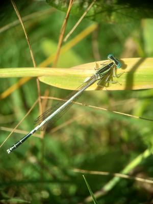 Agrion blanchâtre Platycnemis latipes Rambur, 1842