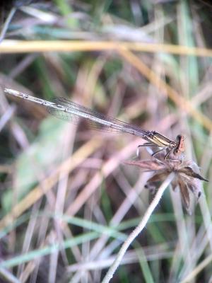 Agrion blanchâtre Platycnemis latipes Rambur, 1842