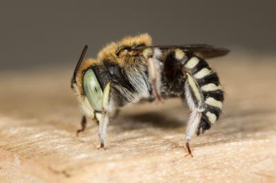  Anthidium taeniatum Latreille, 1809