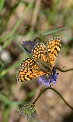 Mélitée des Linaires (La) Melitaea deione (Geyer, 1832)