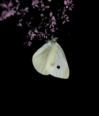 Piéride de l'Ibéride (La), Piéride jumelle (La) Pieris mannii (Mayer, 1851)