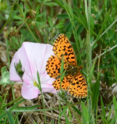 Petite Violette (La), Nacré violet (Le) Boloria dia (Linnaeus, 1767)