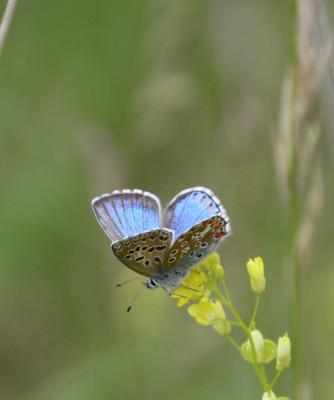 Azuré bleu-céleste (L'), Bel-Argus (Le), Argus ble Lysandra bellargus (Rottemburg, 1775)