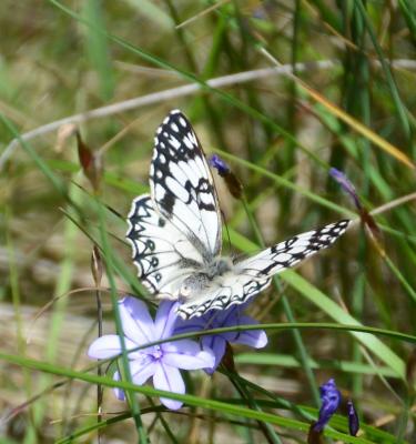 Échiquier d'Occitanie (L'), Demi-Deuil occitan (Le Melanargia occitanica (Esper, 1793)