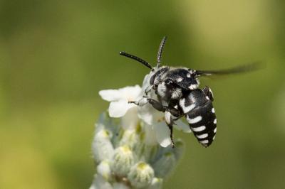 Crocise rameuse Thyreus ramosus (Lepeletier, 1841)