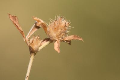 Trèfle strié Trifolium striatum L., 1753