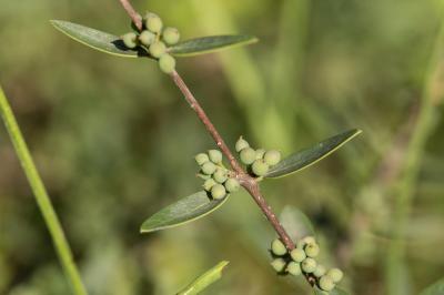 Alavert à feuilles étroites Phillyrea angustifolia L., 1753