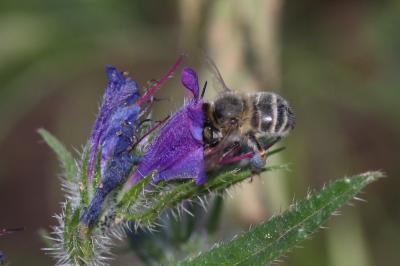  Anthophora Latreille, 1803