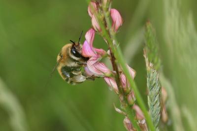Anthophore estivale Anthophora aestivalis (Panzer, 1801)