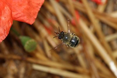  Anthophora Latreille, 1803