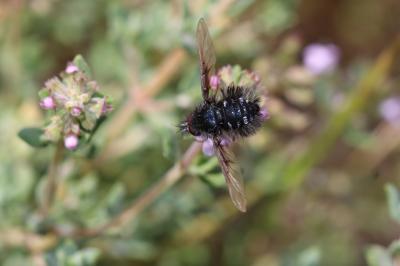  Bombylella atra (Scopoli, 1763)