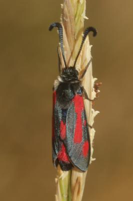 Zygène du Panicaut (La) Zygaena sarpedon (Hübner, 1790)