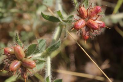 Dorycnium hirsute, Dorycnie hirsute Dorycnium hirsutum (L.) Ser., 1825