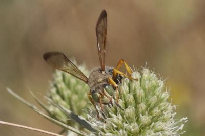  Cerceris interrupta (Panzer, 1799)