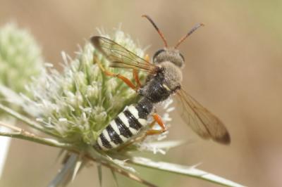  Cerceris interrupta (Panzer, 1799)