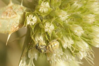  Nomioides facilis (Smith, 1853)