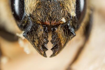  Osmia dimidiata Morawitz, 1870