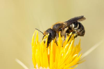  Osmia dimidiata Morawitz, 1870