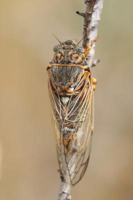 Cigale cotonneuse (la) Tibicina tomentosa (Olivier, 1790)