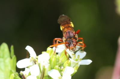  Nomada Scopoli, 1770