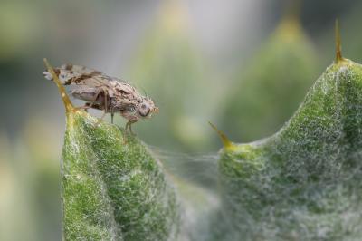  Tephritis postica (Loew, 1844)