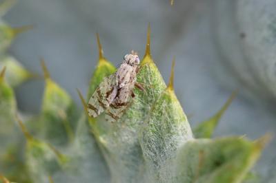  Tephritis postica (Loew, 1844)