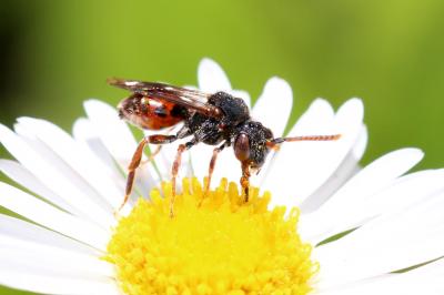  Nomada Scopoli, 1770