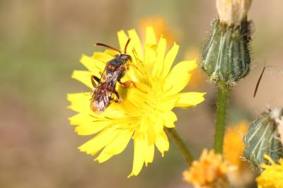  Nomada zonata Panzer, 1798