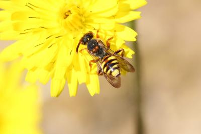  Nomada zonata Panzer, 1798