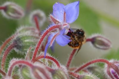 Osmie rousse Osmia bicornis (Linnaeus, 1758)