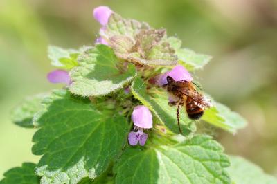 Osmie rousse Osmia bicornis (Linnaeus, 1758)