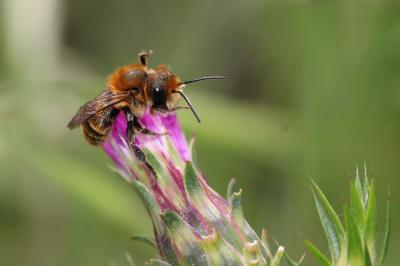  Osmia niveata (Fabricius, 1804)