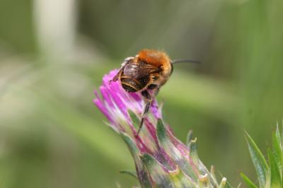  Osmia niveata (Fabricius, 1804)