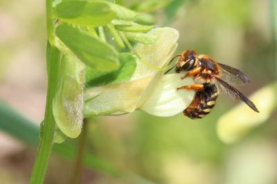 Rhodanthidium septemdentatum (Latreille, 1809)