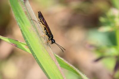  Trachelus troglodyta (Fabricius, 1787)